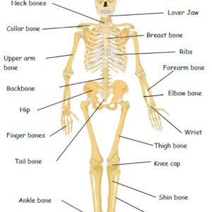 LAMINATED A4 DISPLAY CHILDMINDER CLASS TOPIC SKELETON NAMES OUR BODY 